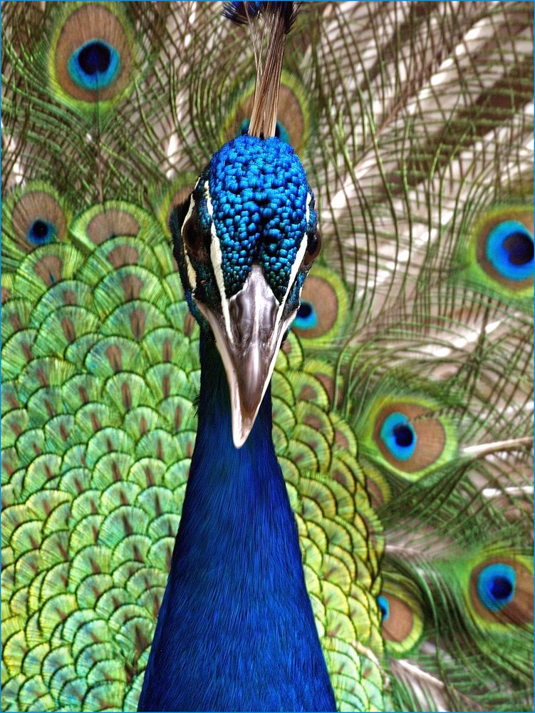 Sa Majesté le paon bleu - Parc zoologique et forestier de Nouméa