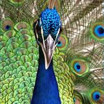 Sa Majesté le paon bleu - Parc zoologique et forestier de Nouméa