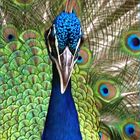 Sa Majesté le paon bleu - Parc zoologique et forestier de Nouméa