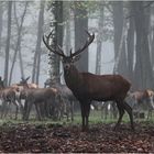 Sa Majesté, le roi de la forêt.