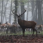 Sa Majesté, le roi de la forêt.