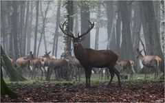 Sa Majesté, le roi de la forêt.