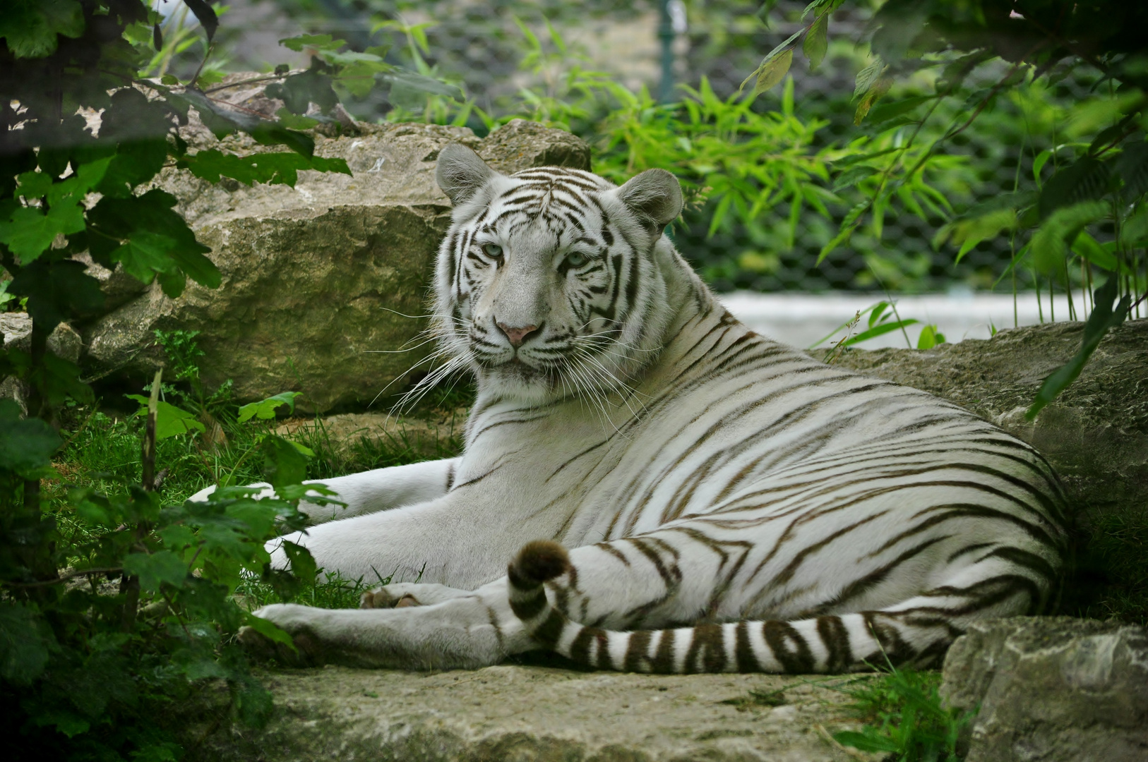 Sa majesté le Tigre blanc au parc de Fitilieu