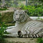 Sa majesté le Tigre blanc au parc de Fitilieu