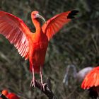 Sa majesté l'ibis rouge