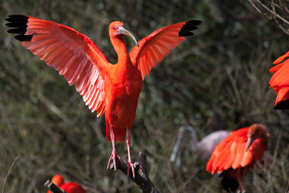 Sa majesté l'ibis rouge