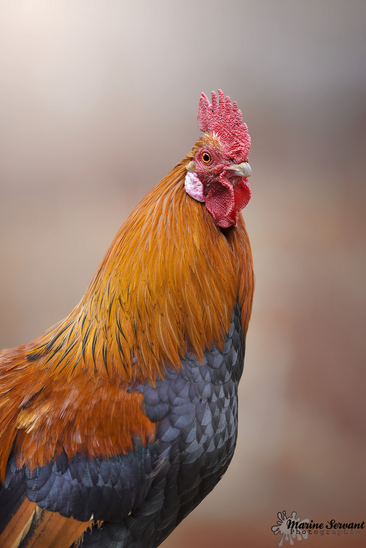 Sa Majesté Paul Le Coq