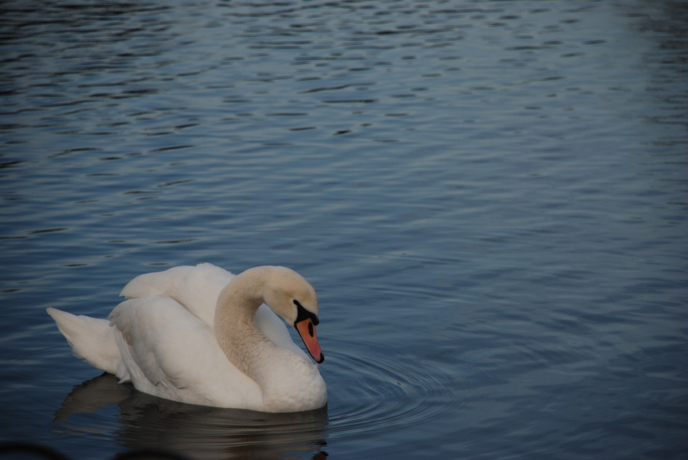 Sa majestée le cygne