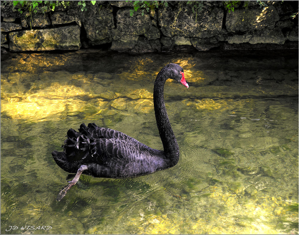 ....Sa Majesté....le Cygne NOIR....!