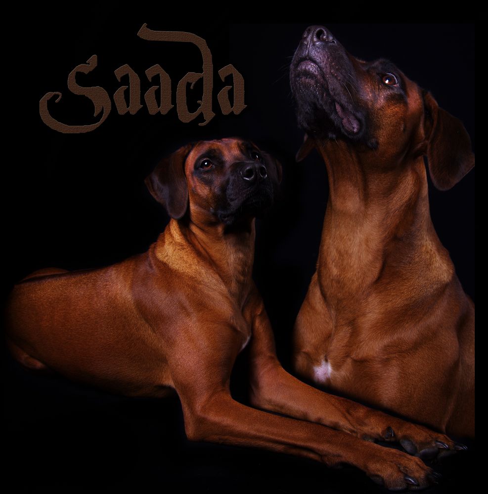 Saada