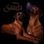 Saada