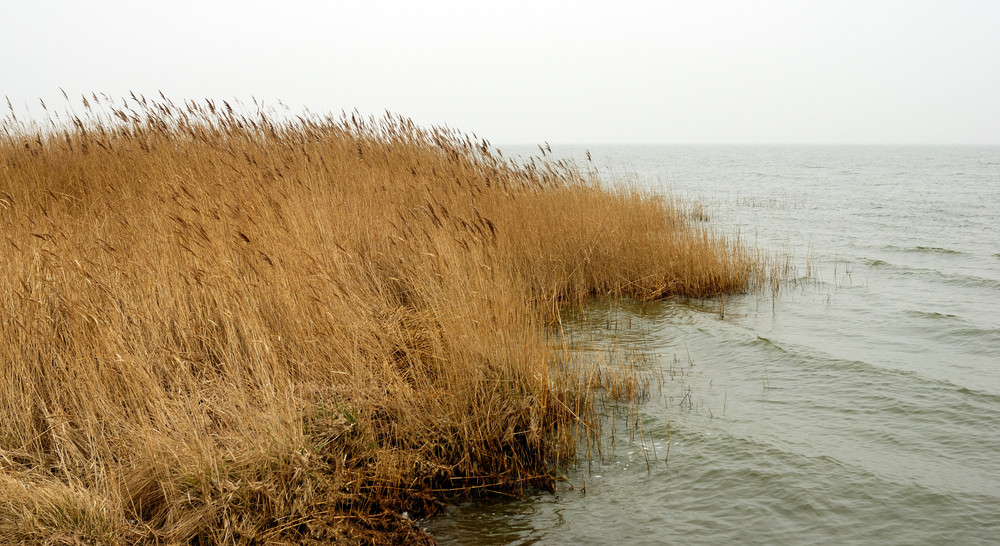 Saaler Bodden