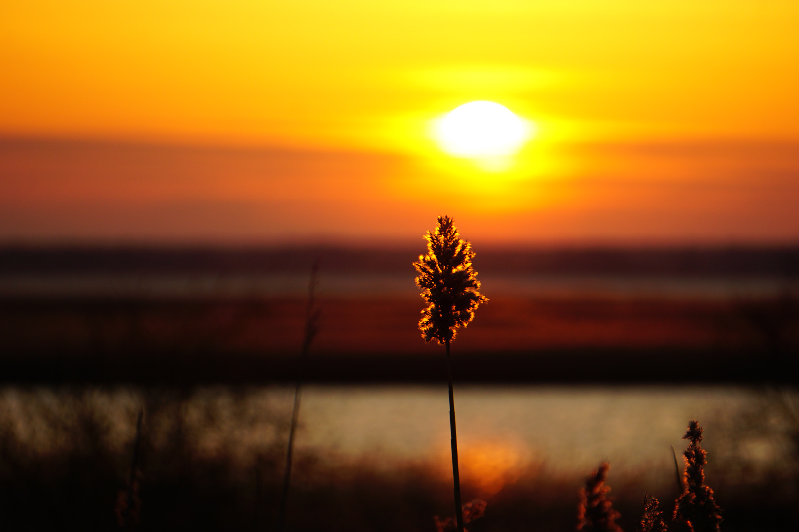 Saaler Bodden 