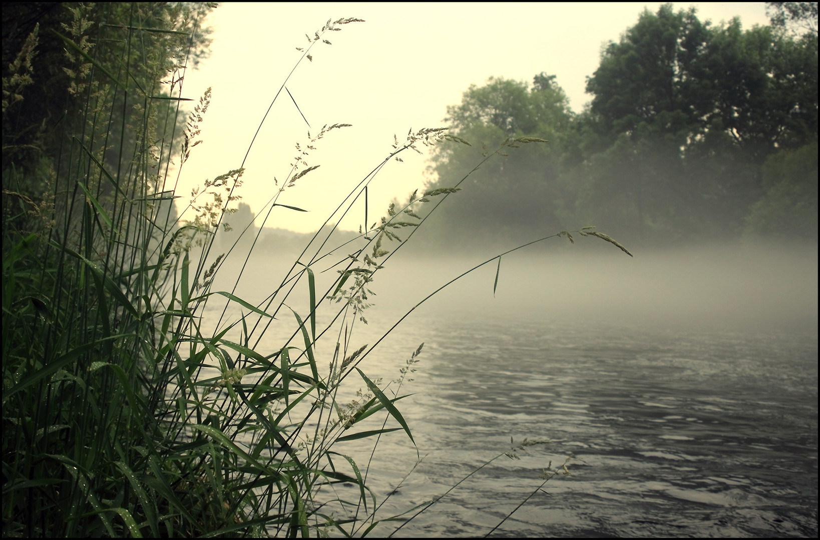 Saaleufer im Nebel