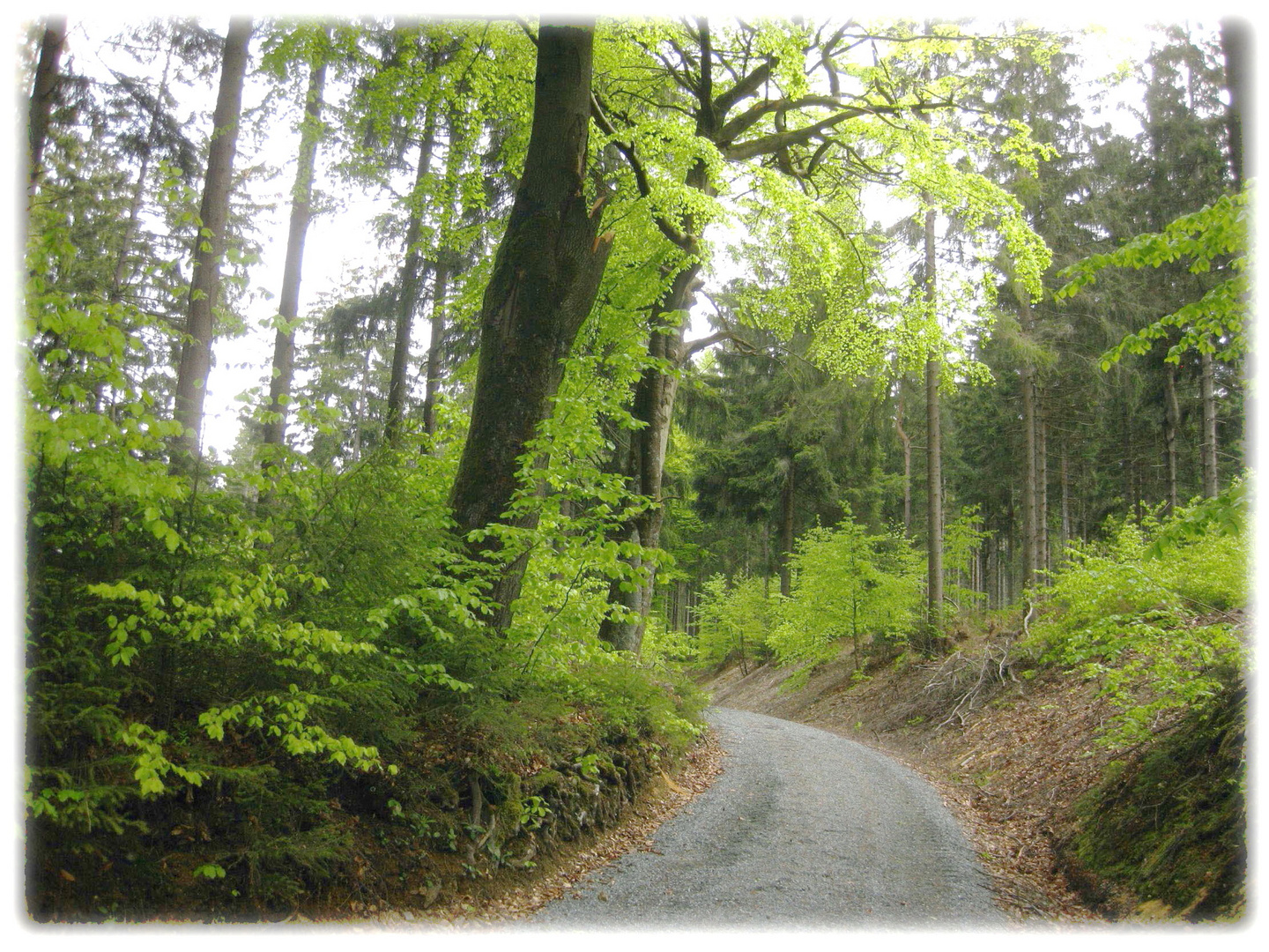 Saalquellenweg im Mai-Buchengrün