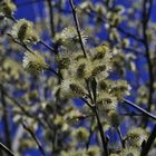 Saalweide vor blauem Himmel