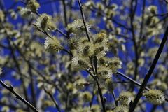 Saalweide vor blauem Himmel