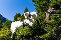 Saanengeissen im Arvenwald