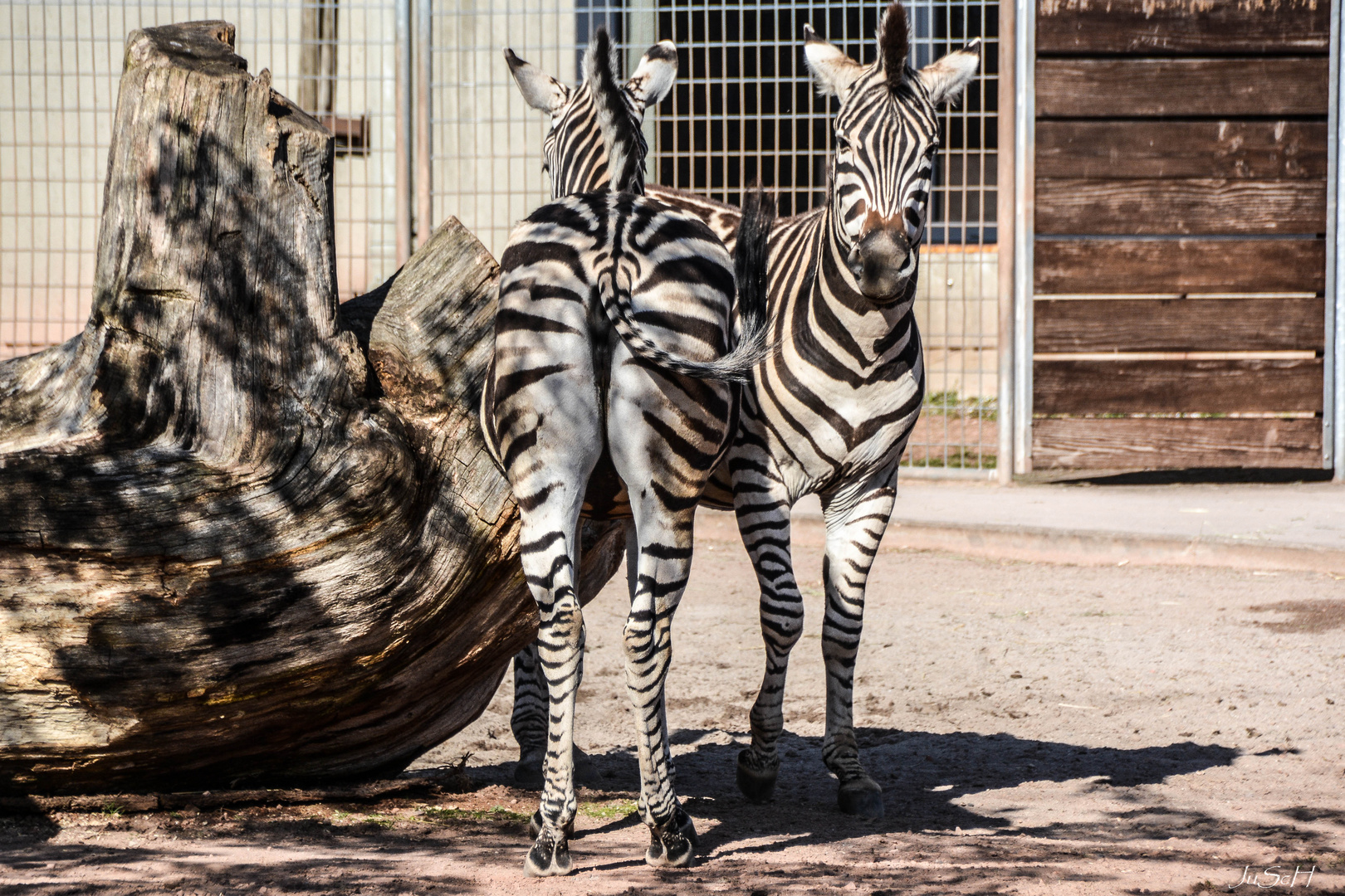 Saarbrücken Zoo/ die unbändigen Zebra´s