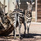 Saarbrücken Zoo/ die unbändigen Zebra´s