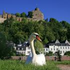 Saarburg , sun & swan