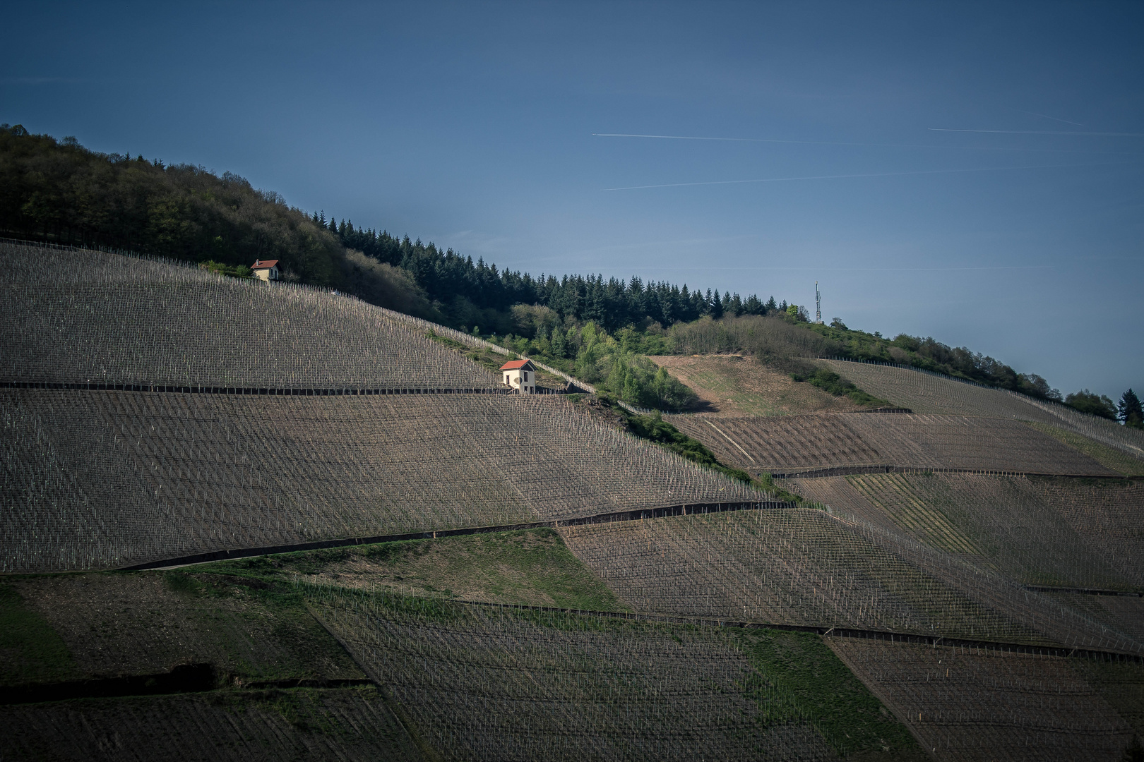 Saarburg Weinberge