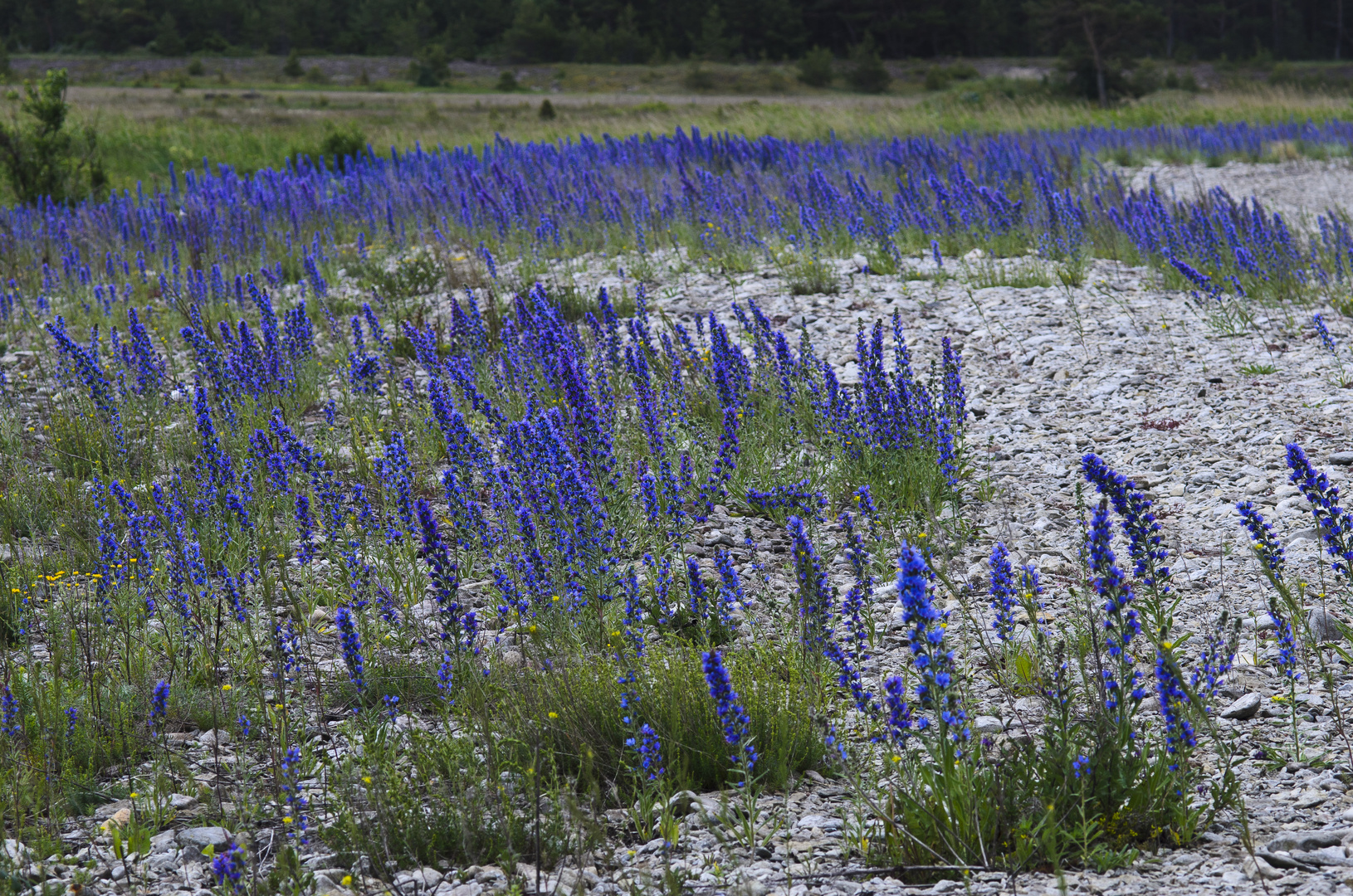 Saaremaa, Undva