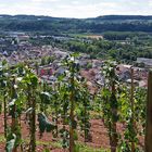 Saarländischer Landwein