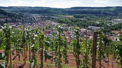 Saarländischer Landwein