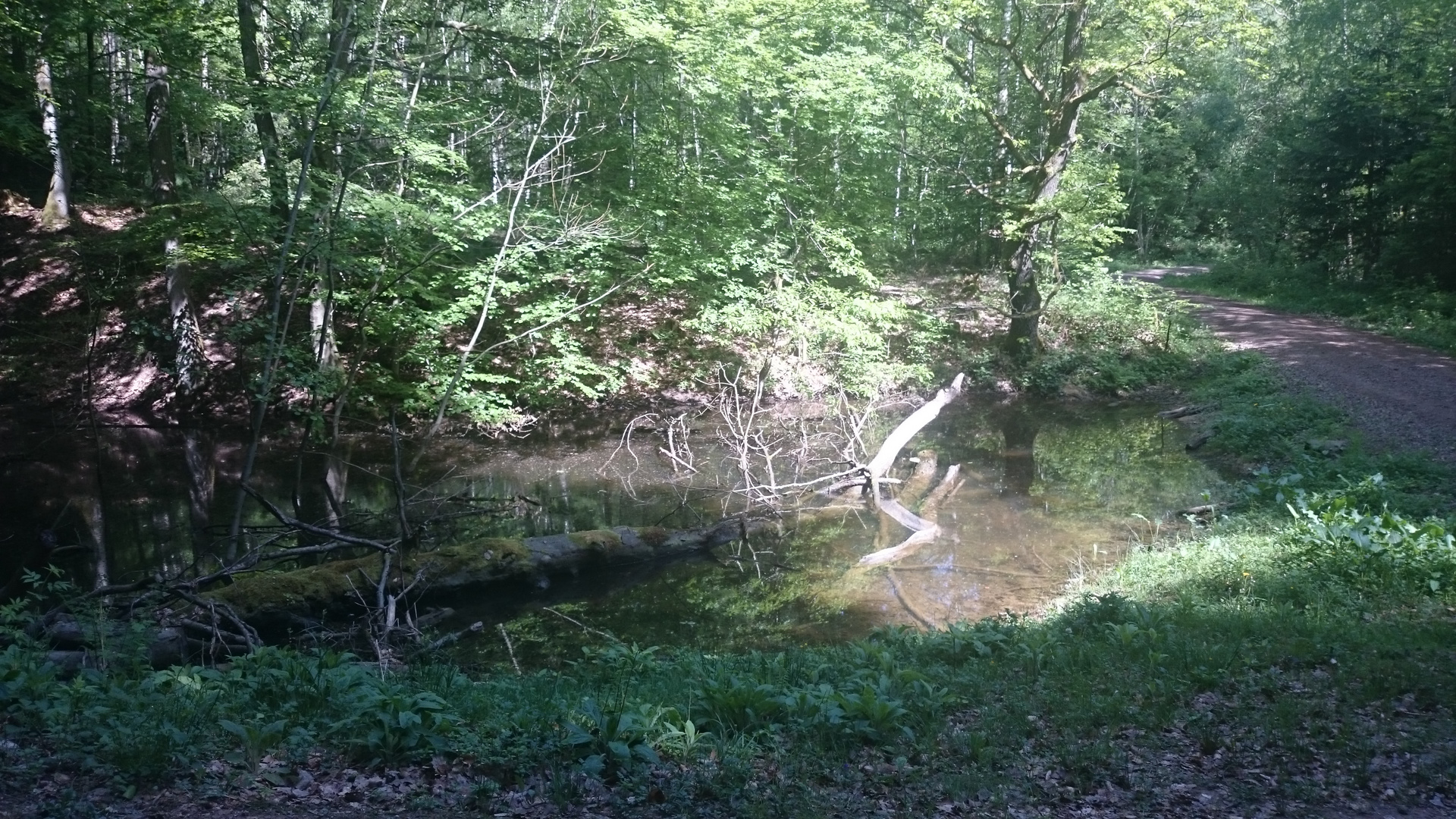 Saarländischer Urwald