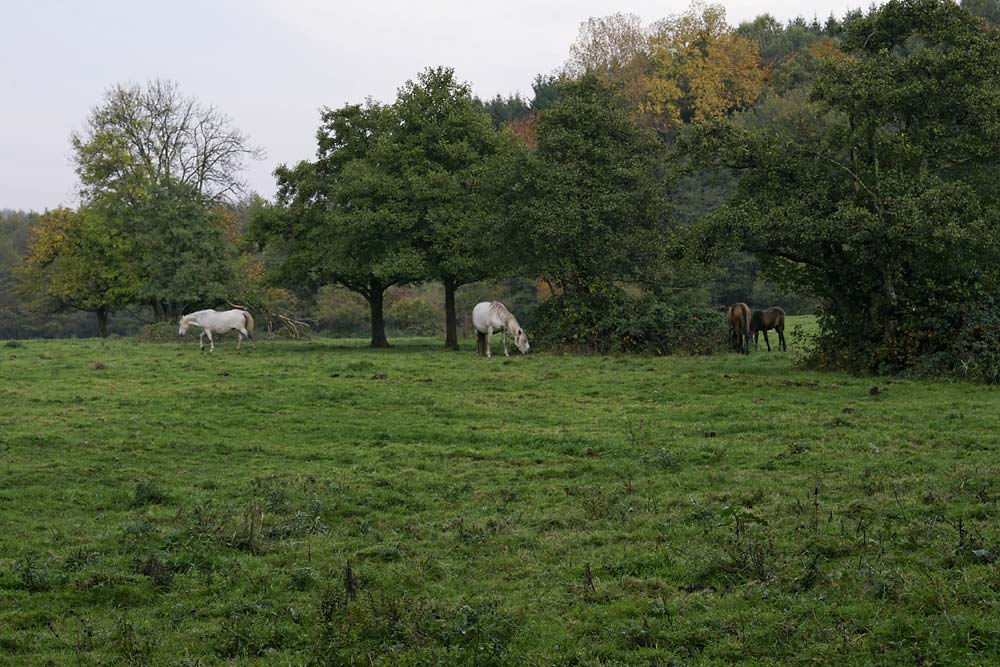 Saarland = Pferdeland - Blicke auf dem Felsenweg