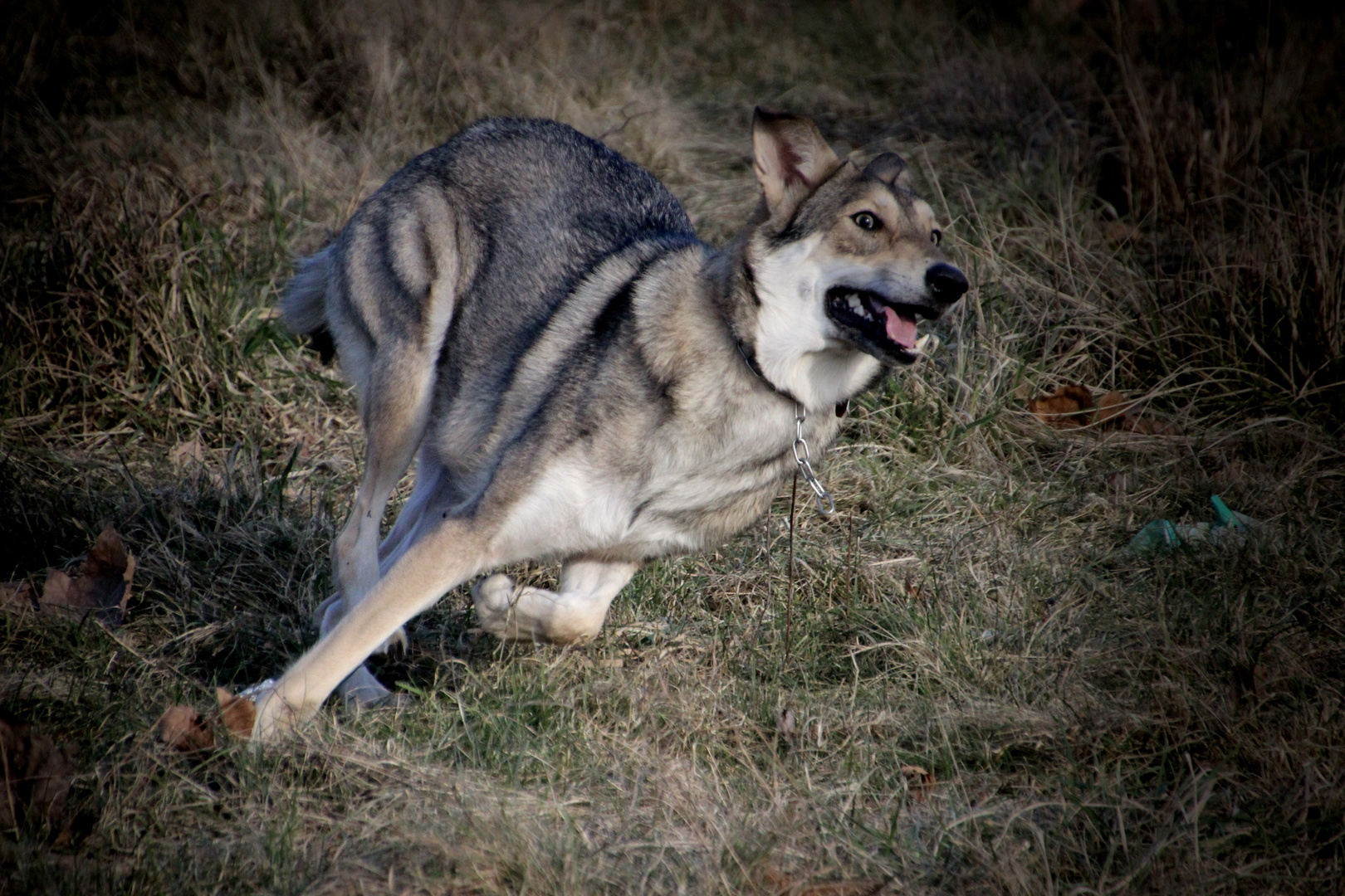 Saarloos Wolfhond