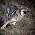 Saarloos Wolfhond