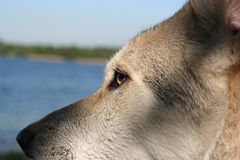 Saarloos Wolfhond Tayler