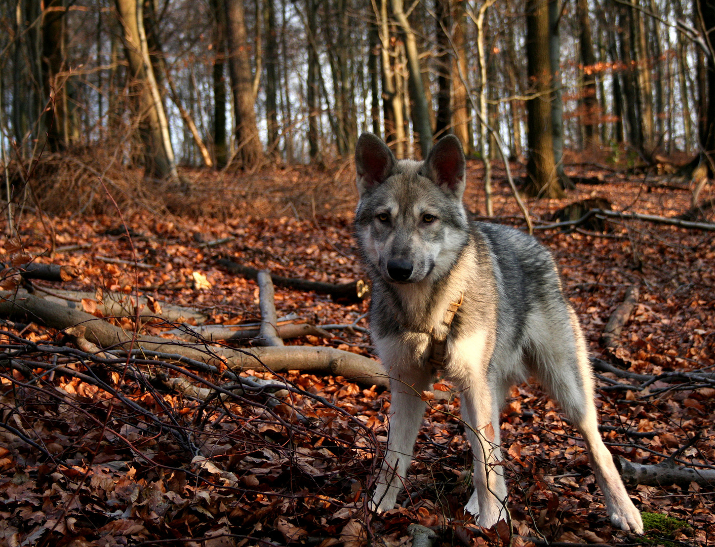 Saarloos Wolfhond Welpe