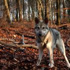 Saarloos Wolfhond Welpe