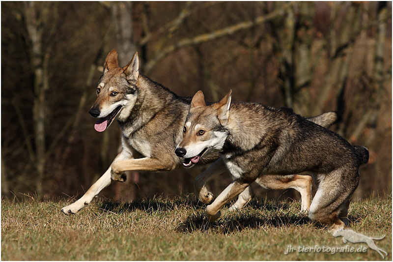 Saarloos-Wolfhunde