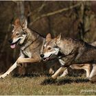 Saarloos-Wolfhunde