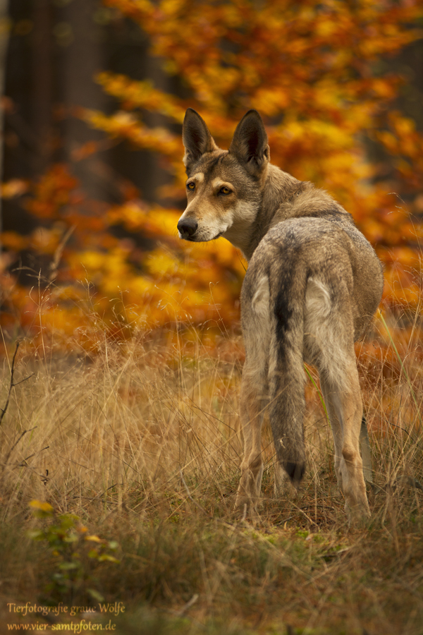 Saarloos Wolfshündin