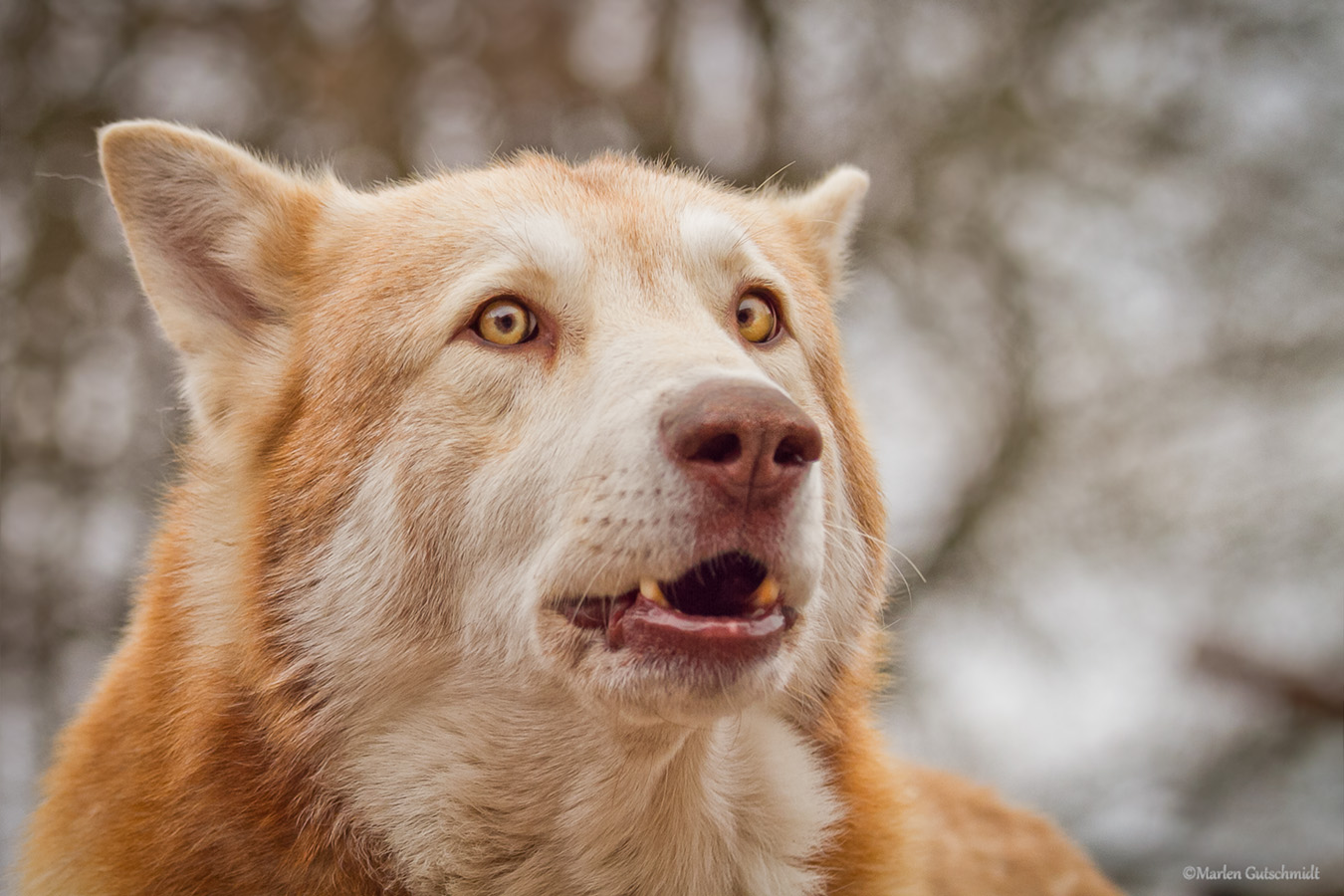 Saarloos Wolfshund