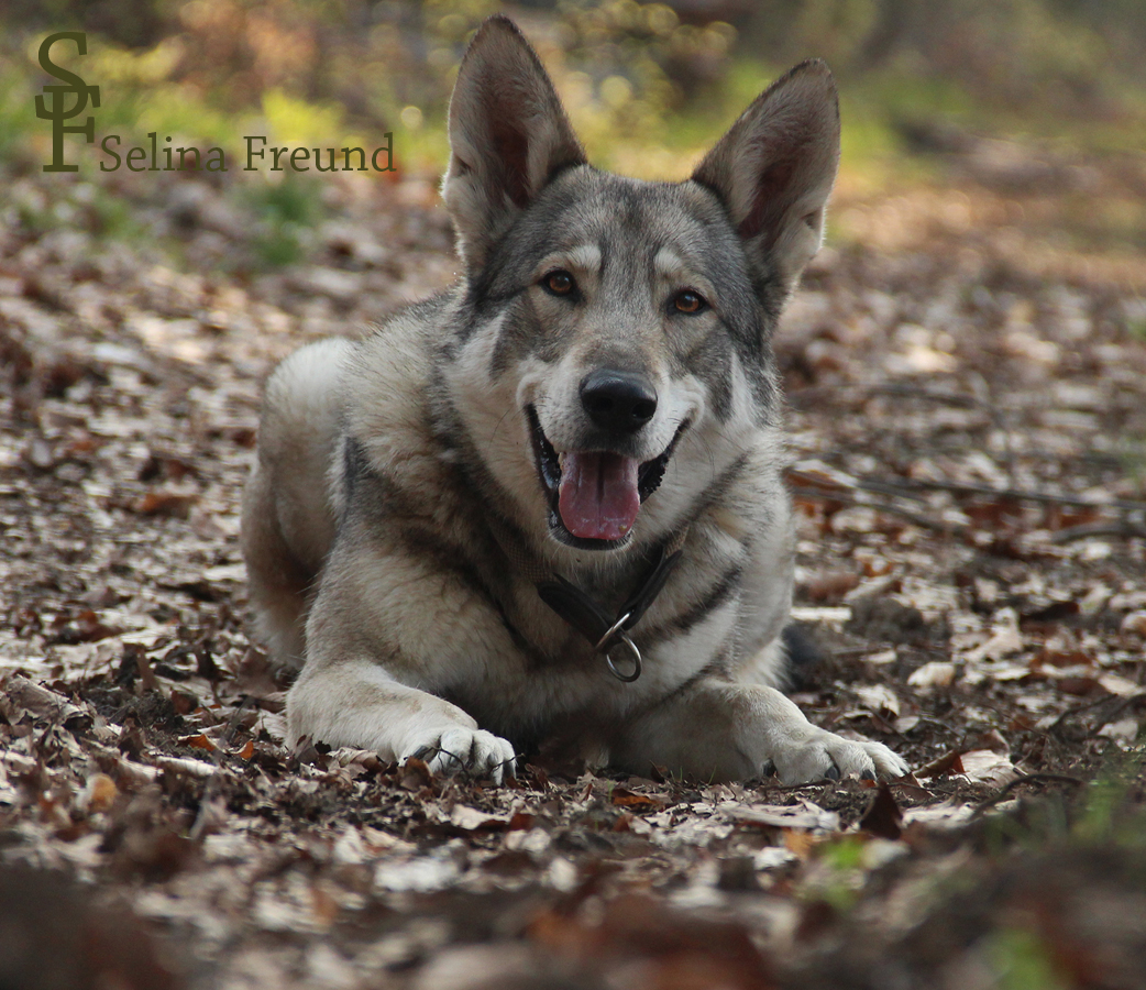 Saarlooswolfhund