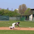 Saarlouis-Hornets 1. Baseball-Bundesliga 