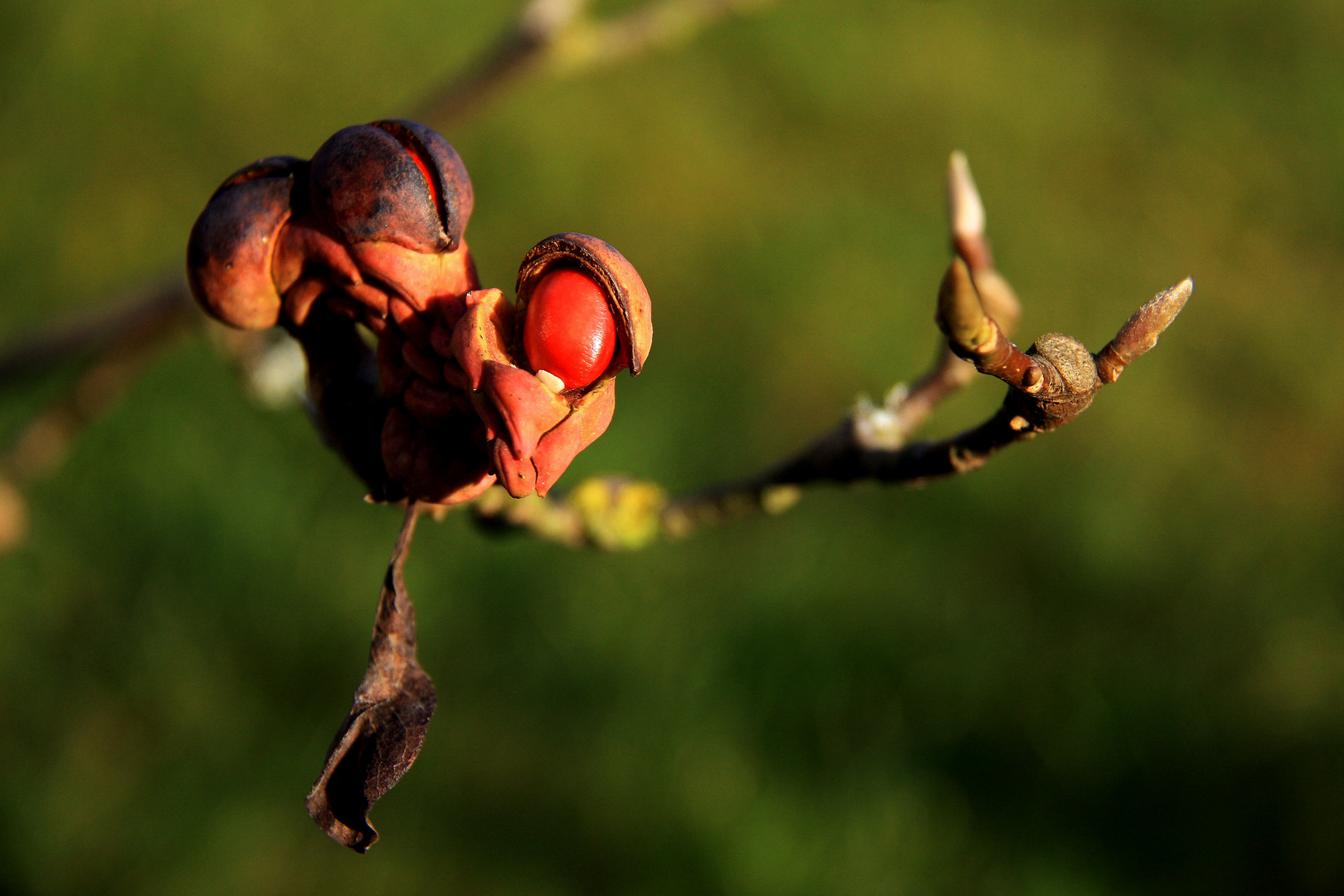 Saat einer Magnolie