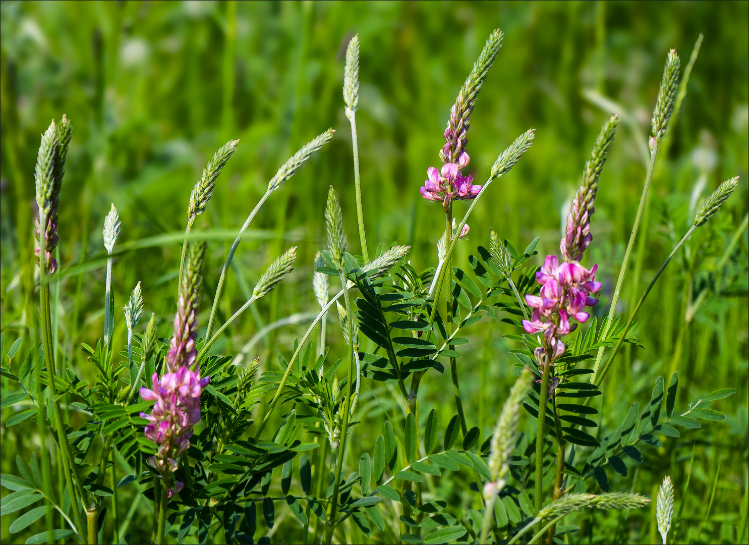 Saat-Esparsette (Onobrychis viciifolia) 