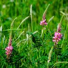 Saat-Esparsette (Onobrychis viciifolia) 