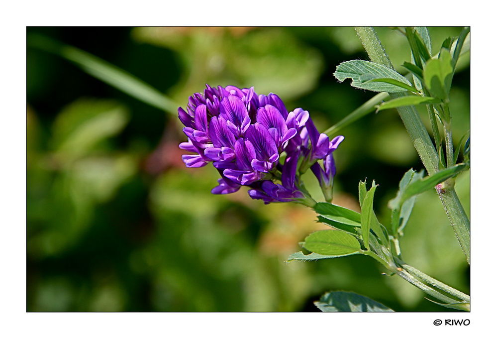 Saat-Luzerne... ( Medicago-sati )