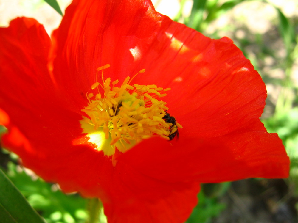 Saat-Mohn