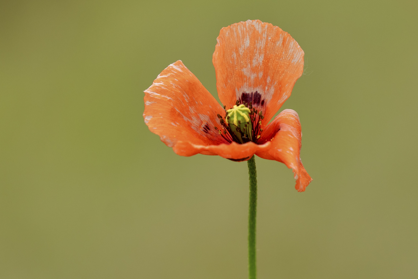 Saat-Mohn (Papaver dubium)