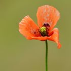 Saat-Mohn (Papaver dubium)