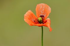 Saat-Mohn (Papaver dubium)